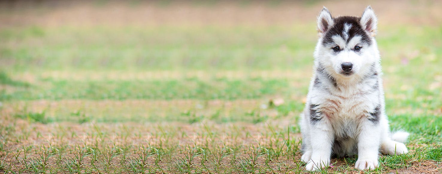 Dog Names That Start With Ko Popular Male And Female Names Wag 